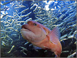 サンシャイン水族館の写真