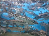 室蘭水族館の写真