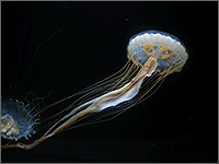 室蘭水族館の写真