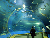 島根県立 しまね海洋館ＡＱＵＡＳ（アクアス）の写真