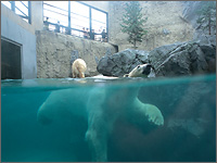 旭川市旭山動物園の写真