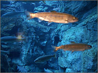 世界淡水魚水族館アクア・トト岐阜の写真