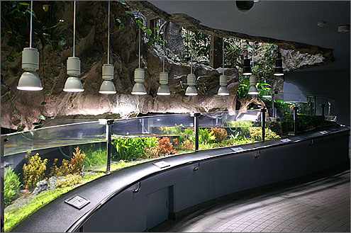 東山動物園世界のメダカ館の写真