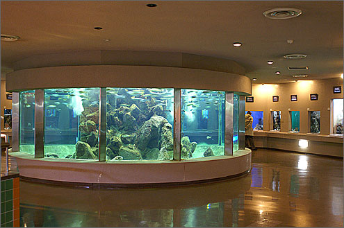 京都大学白浜水族館の写真