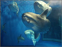 アクアワールド大洗水族館の写真