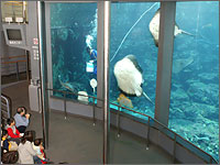 下田海中水族館の写真