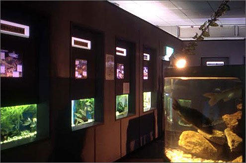 高千穂峡淡水魚水族館の写真