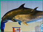 バンドウイルカの写真／おたる水族館