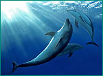 バンドウイルカの写真／八景島シーパラダイス