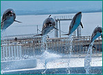 バンドウイルカの写真／マリンワールド海の中道