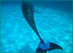バンドウイルカの写真／美ら海水族館