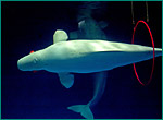 シロイルカの写真／鴨川シーワールド