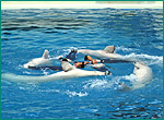 シロイルカの写真／八景島シーパラダイス