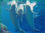 シロイルカの写真／名古屋港水族館