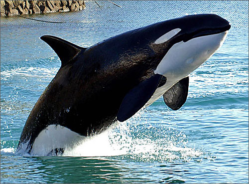 シャチ（オルカ）と会える水族館｜WEB水族館