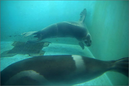 クラカケアザラシの写真／おたる水族館