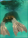 セイウチの写真／おたる水族館