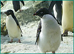アデリーペンギンの写真／アドベンチャーワールド