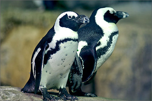 ケープペンギンの写真／八景島シーパラダイス