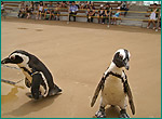 ケープペンギンの写真／八景島ふれあいラグーン