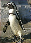 ケープペンギンの写真／サンシャイン国際水族館