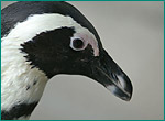 ケープペンギンの写真／長崎ペンギン水族館