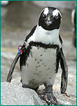ケープペンギンの写真／長崎ペンギン水族館
