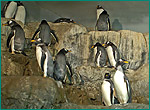 ジェンツーペンギンの写真／豊橋総合動植物公園 のんほいパーク