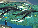 ジェンツーペンギンの写真／豊橋総合動植物公園 のんほいパーク
