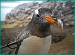 ジェンツーペンギンの写真／旭川市 旭山動物園