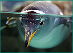 ジェンツーペンギンの写真／マリンピア 松島水族館