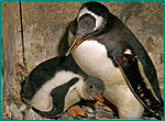 ジェンツーペンギンの写真／長崎ペンギン水族館