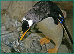 ジェンツーペンギンの写真／長崎ペンギン水族館