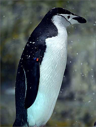 ヒゲペンギン（アゴヒゲペンギン）と会える水族館｜WEB水族館