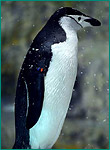 ヒゲペンギンの写真／名古屋港水族館