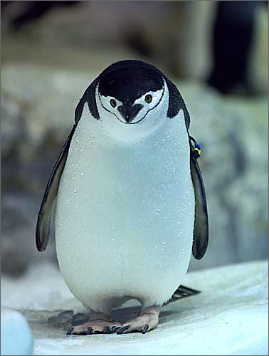 ヒゲペンギンの写真