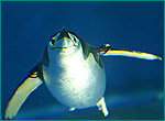 ヒゲペンギンの写真／名古屋港水族館