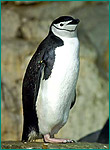 ヒゲペンギンの写真／アドベンチャーワールド