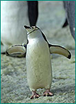 ヒゲペンギンの写真／アドベンチャーワールド