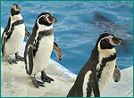 フンボルトペンギンの写真／ノシャップ寒流水族館