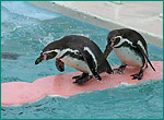 フンボルトペンギンの写真／おたる水族館
