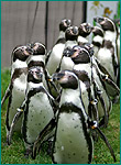 フンボルトペンギンの写真／室蘭水族館