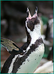 フンボルトペンギンの写真／マリンピア松島水族館