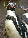 フンボルトペンギンの写真／鴨川シーワールド