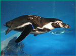 フンボルトペンギンの写真／アクアワールド大洗