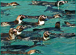 フンボルトペンギンの写真／葛西臨海水族園