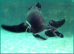 フンボルトペンギンの写真／葛西臨海水族園
