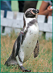 フンボルトペンギンの写真／越前松島水族館