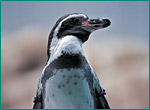 フンボルトペンギンの写真／長崎ペンギン水族館