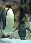 コウテイペンギンの写真／名古屋港水族館